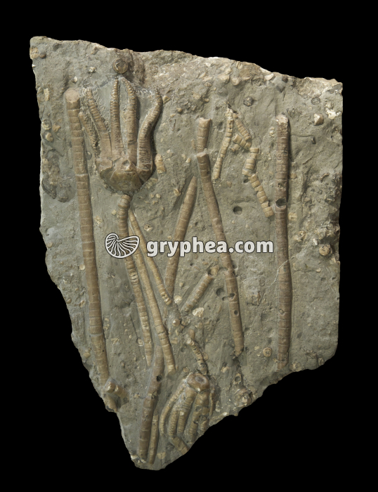 Encrinus lilliformis (Crinoïde, Muschelkalk) - gryphea.com